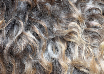 Abstract Background Texture of Sheep Wool