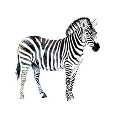 Fototapeta premium zebra cartoon Watercolor style sticker