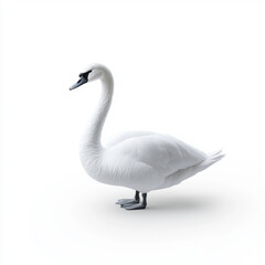 Fototapeta premium Side view of a graceful white swan standing against a plain white background, showcasing its long neck and delicate feathers.