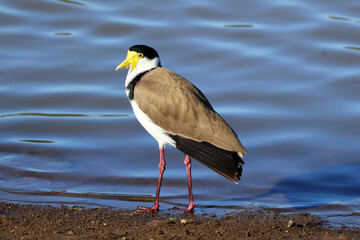 Masked Lapwing Standing on Lake Shore
