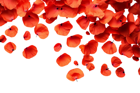 Cascading Poppy Petals: Vivid Red Floral Shower on White