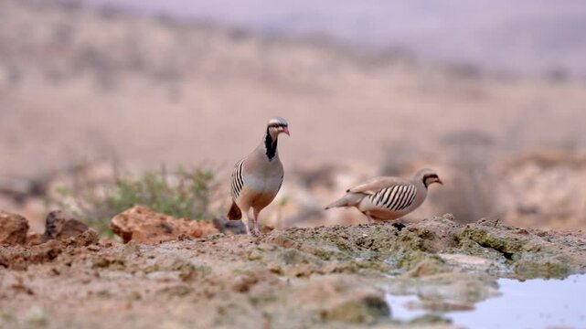Flock of Chukar partridges (Alectoris chukar) drinking water in the desert