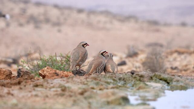 Chukar partridge (Alectoris chukar) standing on a rock in the desert