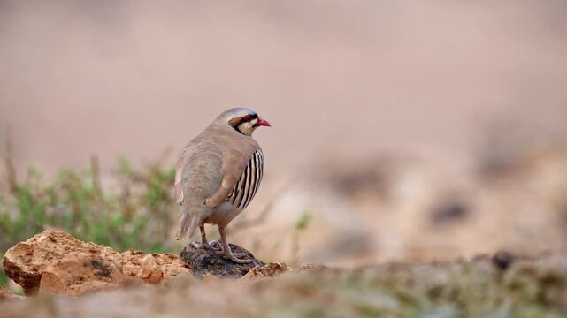 Chukar partridges (Alectoris chukar) standing on a rock in the desert