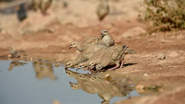 Flock of Chukar partridges (Alectoris chukar) drinking water in the desert