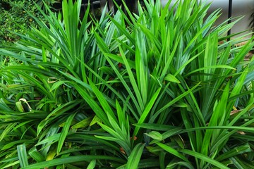 One of its functions is the pandan plant or Pandanus amaryllifolius as a food fragrance.