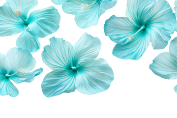 Aqua Hibiscus Flower Shower, White Background
