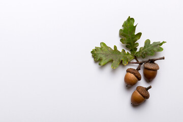 Branch with green oak tree leaves and acorns on colored background, close up top view