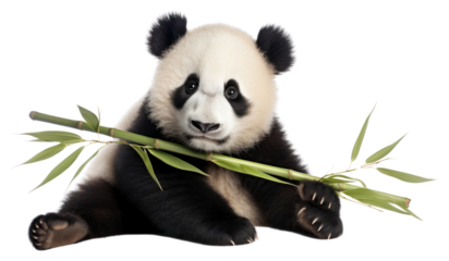 PNG  Panda holding bamboo stick wildlife animal mammal.