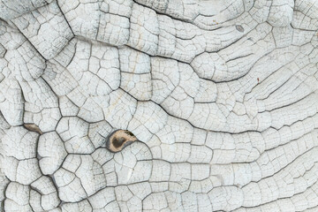 Abstract patterns in White Pocket stone textures