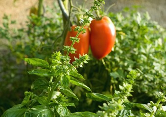 Basil, Ocimum basilicum, grown with tomatoes improves the taste and smell of tomatoes. Ripe...