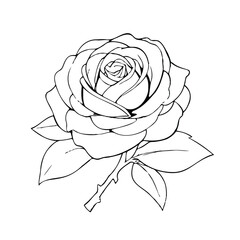 vector illustration rose hand drawing