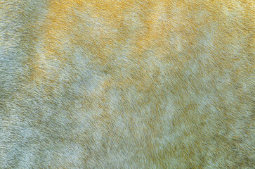 White mottled skin on horse's back in full screen mode. Close-up horse's back. Biology of animals.