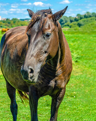 Front view of brown horse on pasture. Neglected horse's mane, big belly. Veterinary concept.