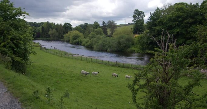 Looking down the river Wharfe with path and sheep walking across frame, at grassington in the Yorkshire Dales