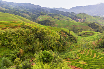 Lush green rice terrace landscape in China.