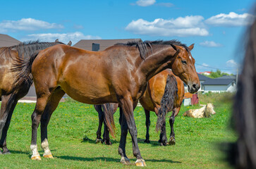 Domestic mammals graze on green field on summer day near buildings. Horses, cow. Rural farm scene.