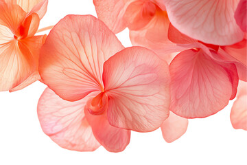 Coral Orchid Petals: Delicate Veined Texture, Close-Up