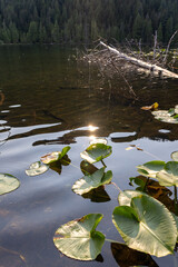 Sun Glimmers Over Lake