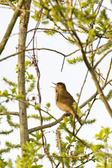 Rohrschwirl (Locustella luscinioides) im Frühjahr in Brandenburg	