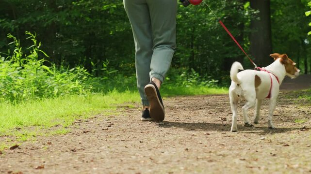 Female dog walker walks her Jack Russell terrier dog in summer park, leads it on leash. Woman with cute pet at morning walking.
