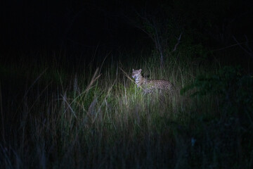 Leopard in the night