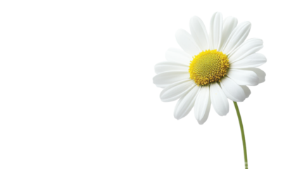 Daisy Flower isolated on a transparent background, PNG file, graphic resources 