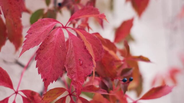Close-up slow motion of colourful leaves and blue berries of Virginia Creeper (Parthenocissus quinquefolia) or wild grape or five-leaved ivy swaying by the wind. Autumn in the city with copy space.