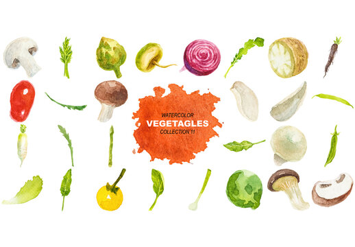 Vector watercolor painted vegetables. Hand drawn design elements isolated on white background.