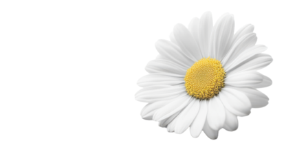 Daisy Flower isolated on a transparent background, PNG file, graphic resources 