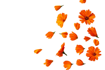 Floating Calendula Petals and Blossoms: White Background