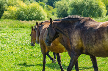 Fototapeta premium Herd of horses walk on pasture with green grass. Summer meadow with three brown horses. Breeding.