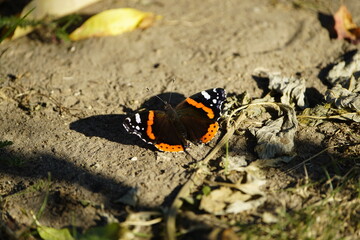 Vanessa atalanta, the red admiral or red admirable, is a well-known colourful butterfly, found in temperate Europe, Asia and North America. 
Priborn, Western-Pomeronia, Germany.
