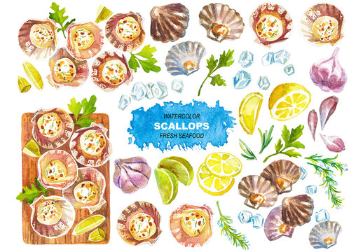 Vector watercolor painted scallops clipart. Hand drawn elements isolated on white background.