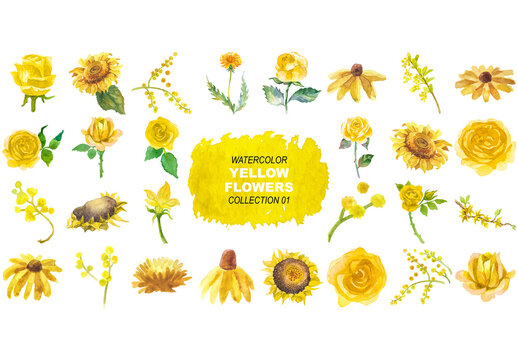 Vector watercolor painted yellow flowers clipart. Hand drawn elements isolated on white background