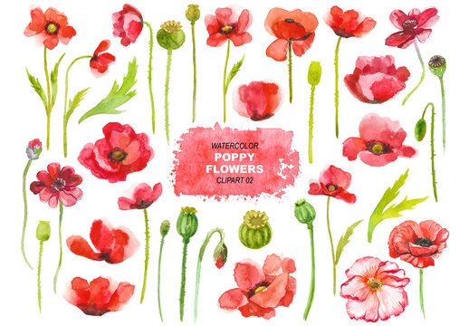 Vector watercolor painted poppy flowers clipart. Hand drawn elements isolated on white background