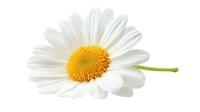 Daisy Flower isolated on a transparent background, PNG file, graphic resources 