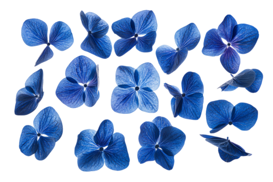 Floating Blue Hydrangea Petals on White Background