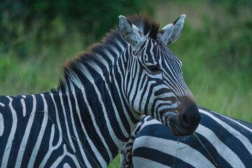 Zebra
