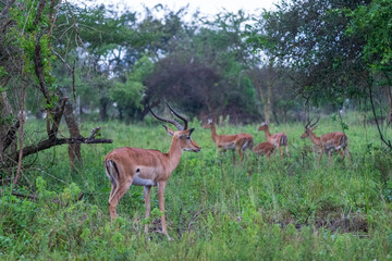 Ugandan cob in the savannah
