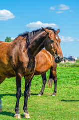 Fototapeta premium Horse portrait. Brown horse in nature against background of blurred houses and blue sky. Front view.