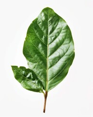 Clove Leaf. Green Plant Leaf of Clove Tree in Nature Setting