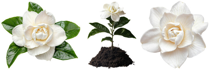 Collection of Isolated White Gardenia Flowers and Plant in Various Growth Stages with Transparent Background for Botanical Design and Floral Art