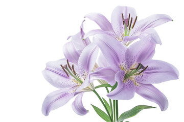 Lavender Asiatic Lilies Bouquet, Isolated on White