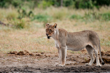 Lions in etosha