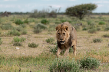 Lions in etosha