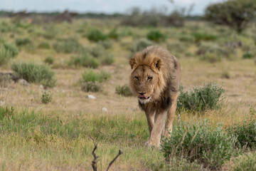 Lions in etosha