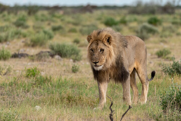 Lions in etosha