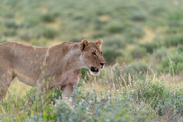 Lions in etosha