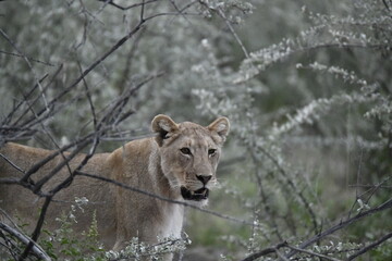 Lions in etosha